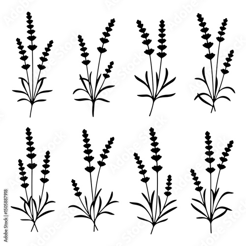 Set of Lavender flower silhouette on white background, black silhouette 