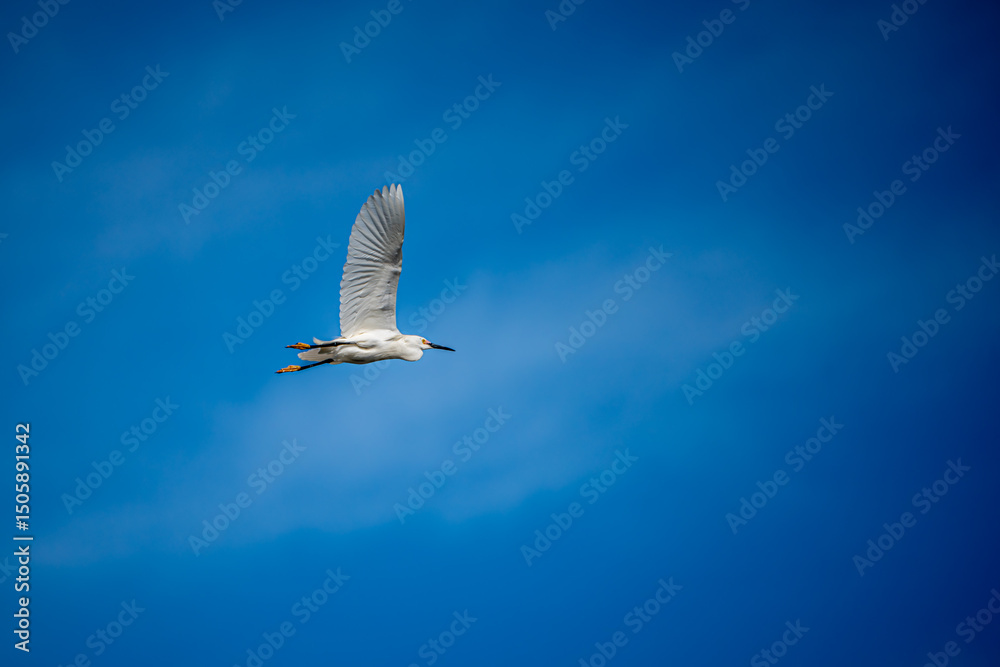 Obraz premium White Egret in flight