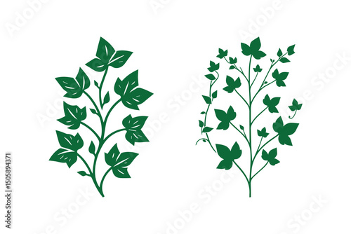 Ivy plant vector silhouette isolated in white background