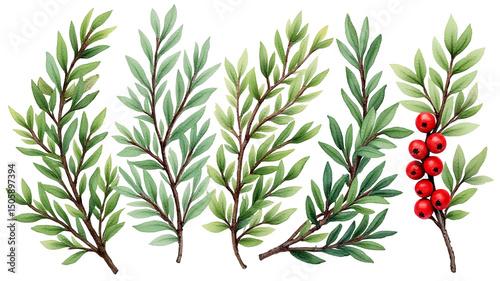 Lingonberry branches on a transparent background.