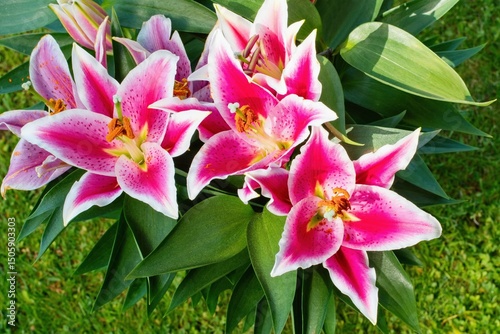 Pink lily in the garden, Lilium orientalis Stargazer hybrid