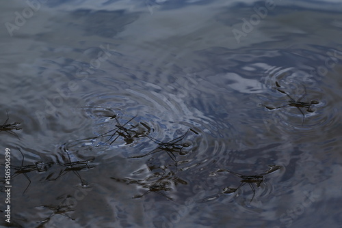Water striders ,having ability to walk on water, making them pleuston (surface-living) animals. They are anatomically 