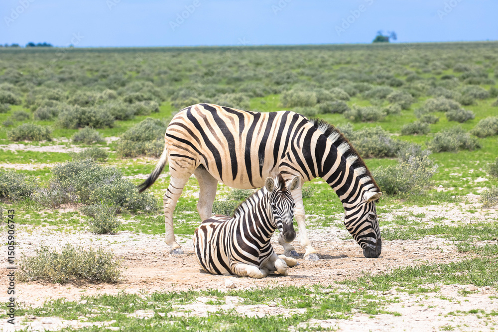 Naklejka premium Mother and foal. Grevy's zebras gaze curiously into the camera. Photographed during a game drive in Etosha National Park, Namibia, Africa.