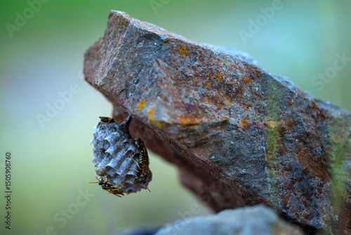 European paper wasp resting on plant in natural habitat