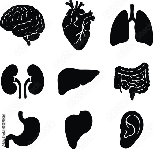 human organ brain, heart, kidney silhouettes 