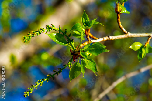 Beautiful poplar trees bloom in early spring with fluffy catkins. Poplar catkins are a sign of the arrival of warm weather. Popular trees are known for their fast growth and distinctive shape.