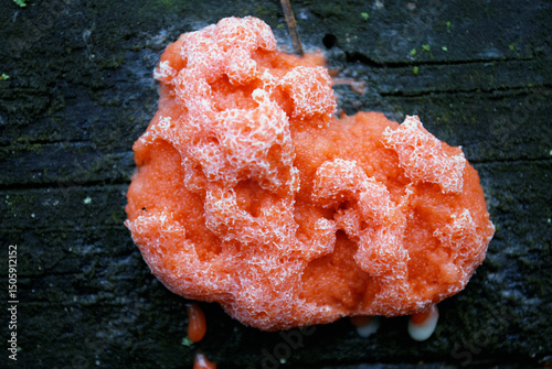 slime mold fungus Tubifera ferruginosa on old dead wood in a rainforest photo