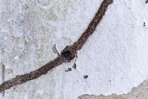 stone cross on the wall, old stone cross, old stone wall, coptotermes gestroi, wall termite, wall termite path, foraging tunnel, mud tunnel, earth tunnel, mud gallery, coptotermes formosanus, rhinoter
