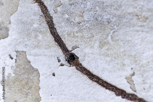 stone cross on the wall, old stone cross, old stone wall, coptotermes gestroi, wall termite, wall termite path, foraging tunnel, mud tunnel, earth tunnel, mud gallery, coptotermes formosanus, rhinoter