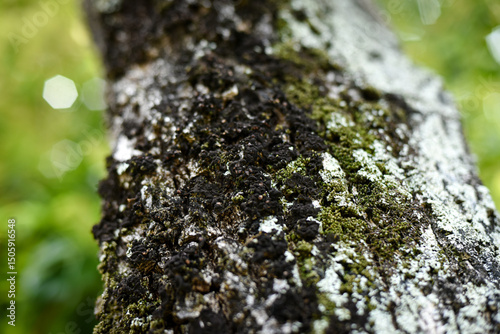 moss on tree, sapodilla tree trunk, sapodilla tree, trunk close-up, texture background,  trunk close up, blurred background