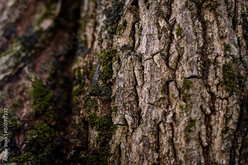 moss on tree, sapodilla tree trunk, sapodilla tree, trunk close-up, texture background, natural background, tropical fruit tree, frame, macro, trunk close up, blurred background
