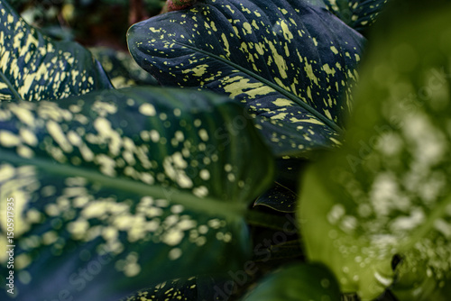  Dieffenbachia seguena, close-up of leaves, leaves background, green and white, natural background, natural plants, with me no one can