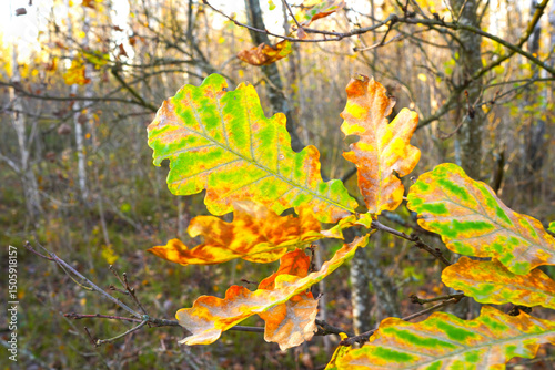Wallpaper Mural Yellow leaves Branches of oak trees in forest. Yellow leaves of trees in forest in autumn season. Torontodigital.ca