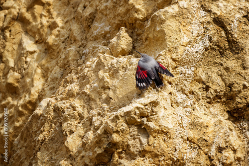 Wallcreeper climbing rocky cliff face in alpine habitat