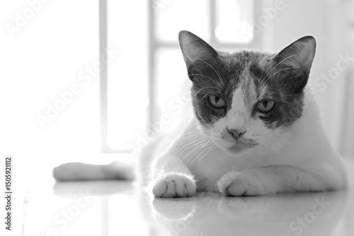 cat on a white background, close up portrait of a cat, close up of a cat, portrait of a cat, black and white image, cat's