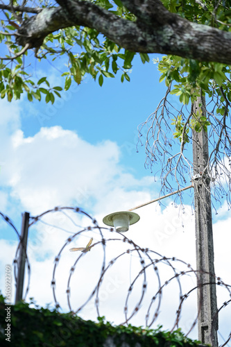 bird on a tree, bird on a branch, barbed wire fence, green leaves against blue sky