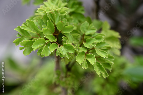 close up of green leaves, Polyscias fruticosa, Ming aralia, perennial plant, evergreen dicotyledonous shrub, dwarf tree
