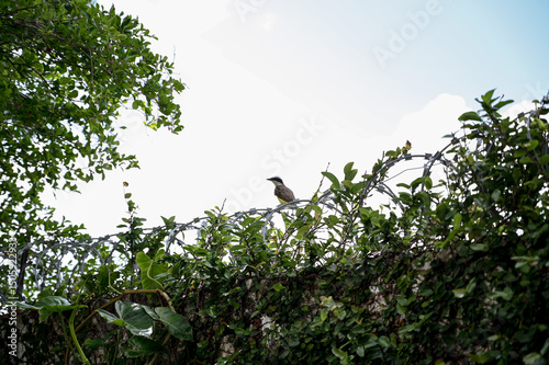 bird on a tree, bird on a branch, barbed wire fence, green leaves against blue sky