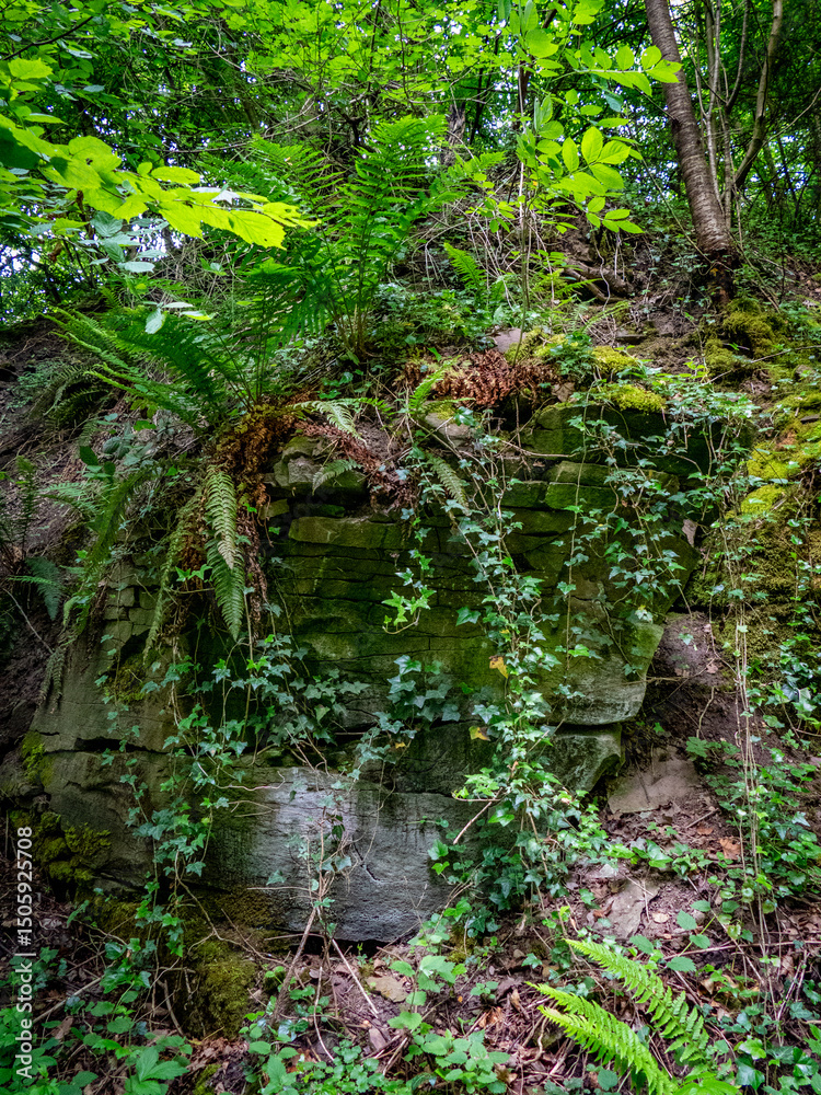 Fototapeta premium Farnpflanzen