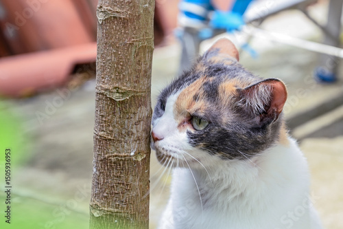 Close-up of a calico cat sniffing a small tree trunk in a backyard setting with soft sunlight and natural surroundings.

