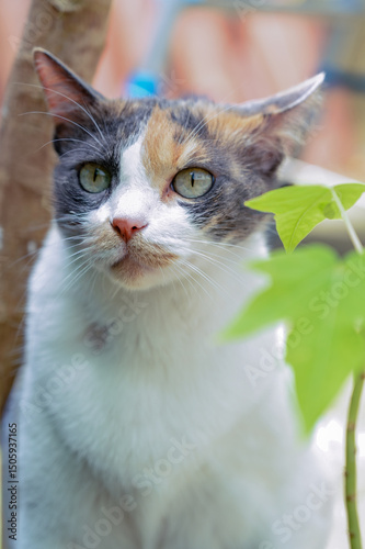 cat in the garden, alert calico cat staring ahead while surrounded by green leaves and garden elements in a backyard setting.
