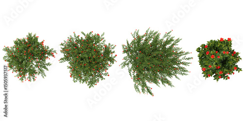 set of BUCIDA trees on transparent background from the top view