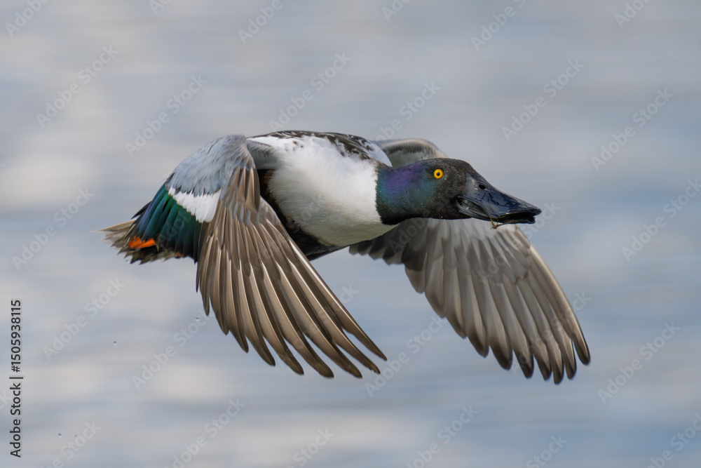 Obraz premium CUCHARA COMÚN