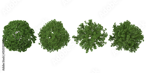 set of Catalpa,Bothrocaryum trees on transparent background from the top view