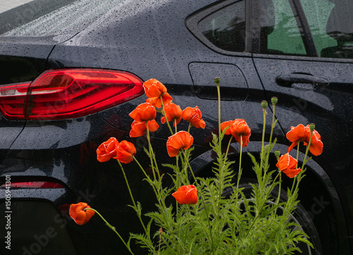Endlich gab es Regen, Freude für die Natur, Mohn