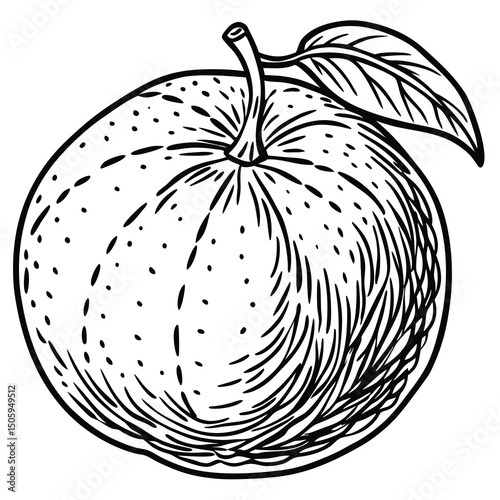 Detailed black and white illustration of an apple