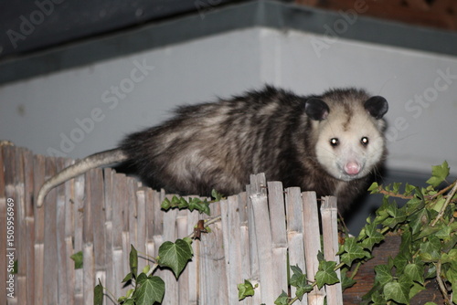 Opossum close up sneaking around a backyard at night