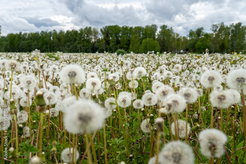 Quadro em tela Field full of fluffy dandelion seed heads under dramatic cloudy sky, wild meadow