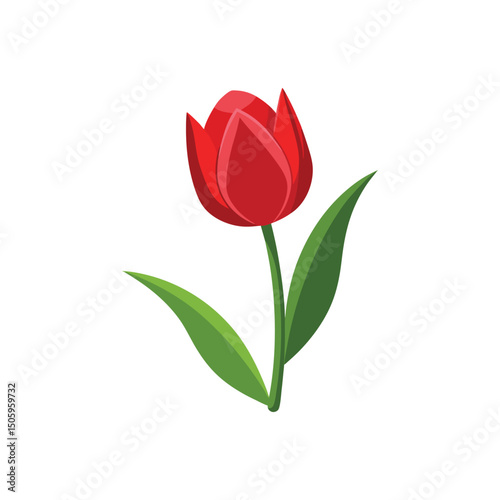 Tulip Flower Vector Illustration on White Background