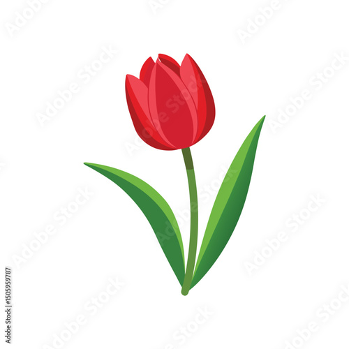 Tulip Flower Vector Illustration on White Background