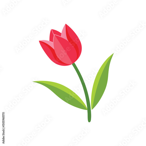 Tulip Flower Vector Illustration on White Background