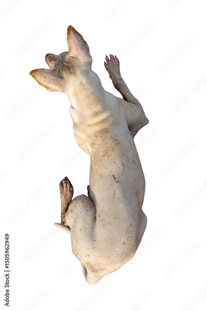 Fototapeta premium High angle view of a dog lying on a white background.