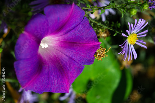 Beautiful purple flowers on bindweed plants. A vigorous climber that can quickly take over gardens. In many regions it is considered a noxious weed. Difficult to control and eradicate.