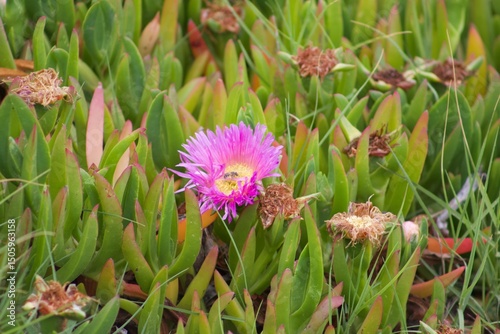 Pretty pink flower amongst greenery at la jolla cove san diego california