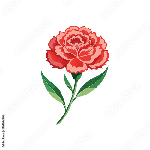 Carnation Flower Vector Illustration on White Background