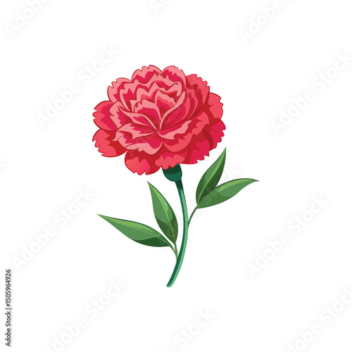 Carnation Flower Vector Illustration on White Background