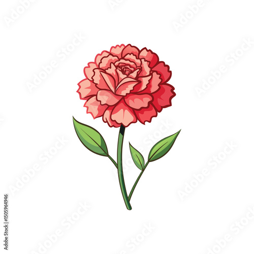 Carnation Flower Vector Illustration on White Background