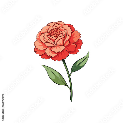 Carnation Flower Vector Illustration on White Background