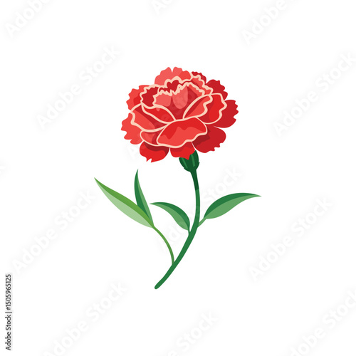 Carnation Flower Vector Illustration on White Background