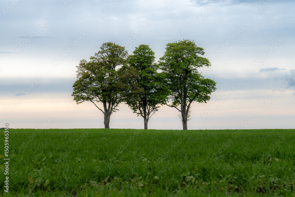 Obraz premium Three Isolated Trees on Green Field at Sunset – Minimalist Nature Landscape with Soft Sky Gradient