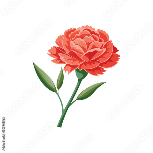 Carnation Flower Vector Illustration on White Background