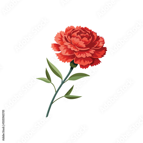 Carnation Flower Vector Illustration on White Background