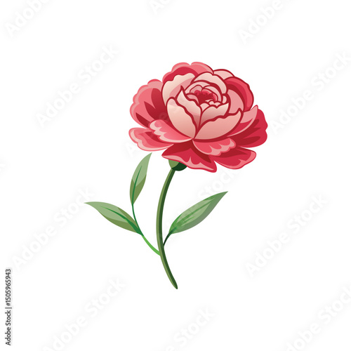 Carnation Flower Vector Illustration on White Background