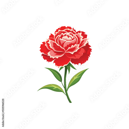 Carnation Flower Vector Illustration on White Background