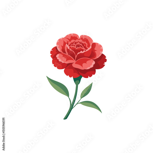 Carnation Flower Vector Illustration on White Background