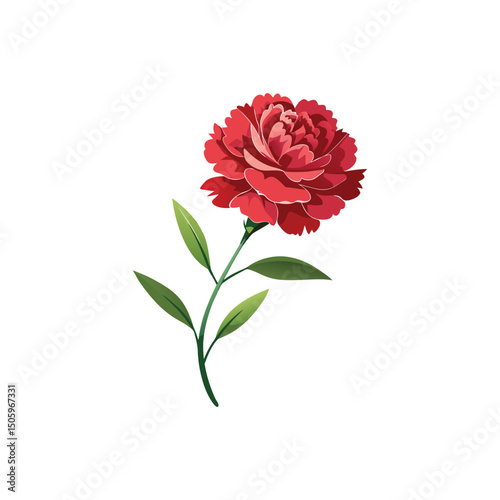 Carnation Flower Vector Illustration on White Background